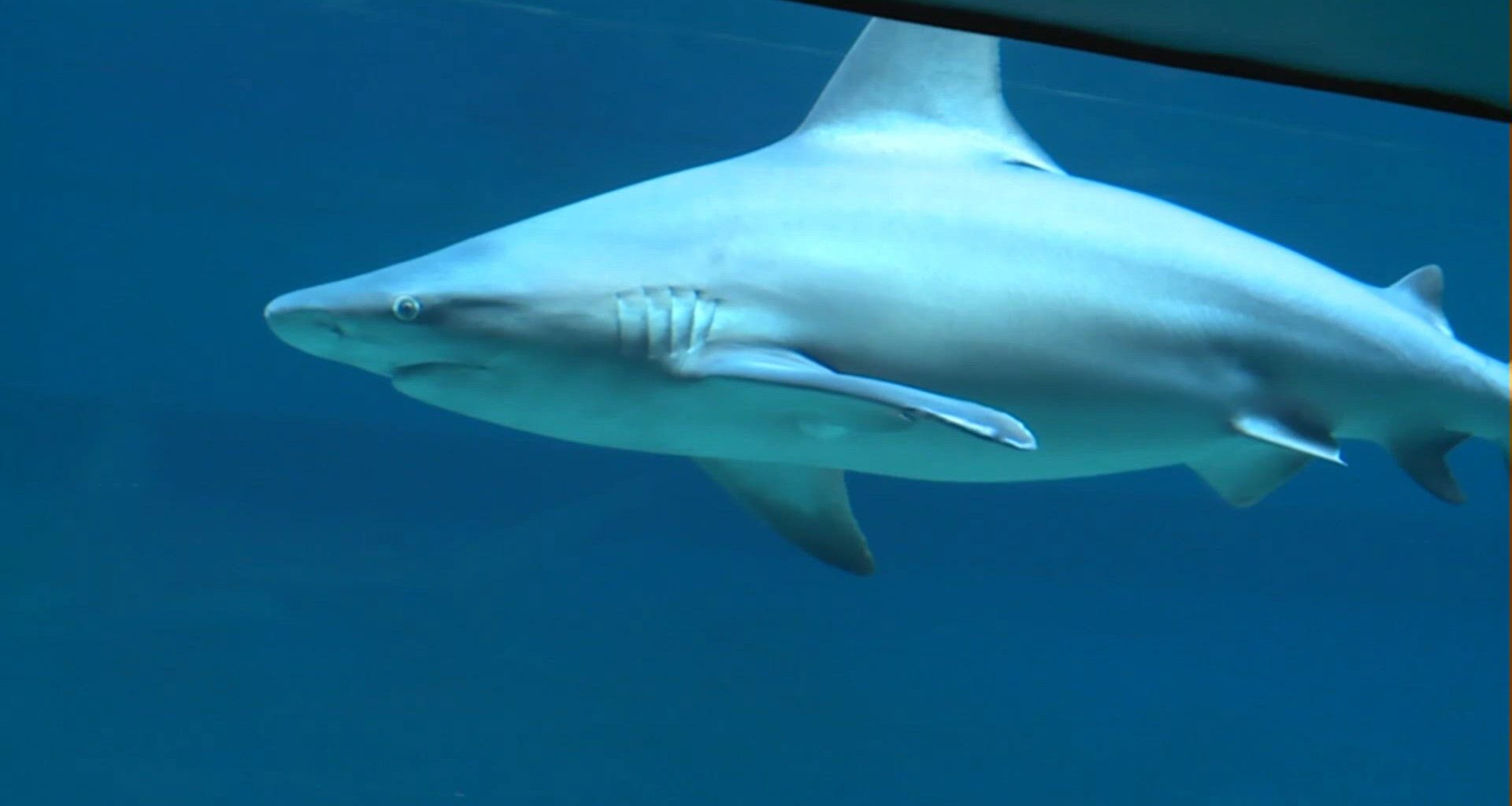 Shark Week events bring ocean adventures to Corpus Christi