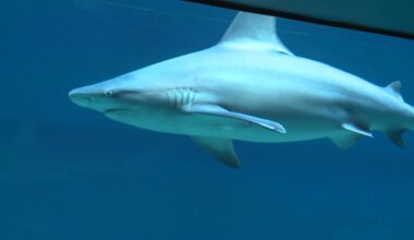 Shark Week events bring ocean adventures to Corpus Christi
