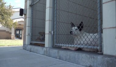'Empy the Shelters' returns with free adoptions at CCACS