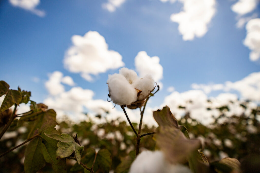 Cotton plant grows in a field near College Station, Texas 
