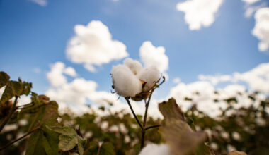 Cotton plant grows in a field near College Station, Texas