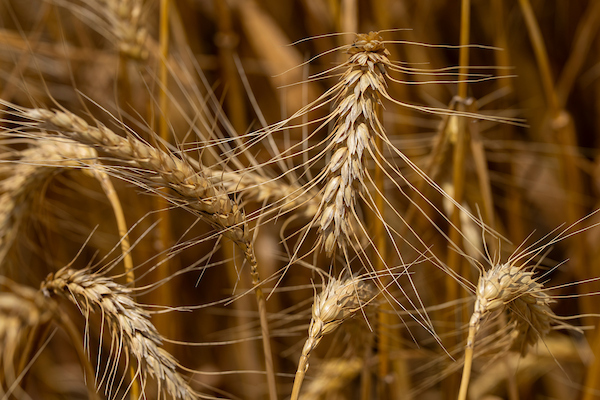 Closeup of wheat grain heads in a field. 