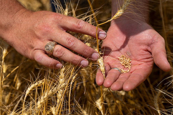 A man handles mature wheat plants to gather grain kernels in his other hand. 
