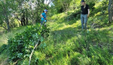 Volunteers let the sunshine in to preserve plant growth of Fort Worth park’s prairieland