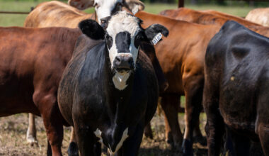 a black cow with a white face stares forward in a herd of cattle
