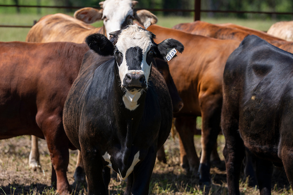 a black cow with a white face stares forward in a herd of cattle