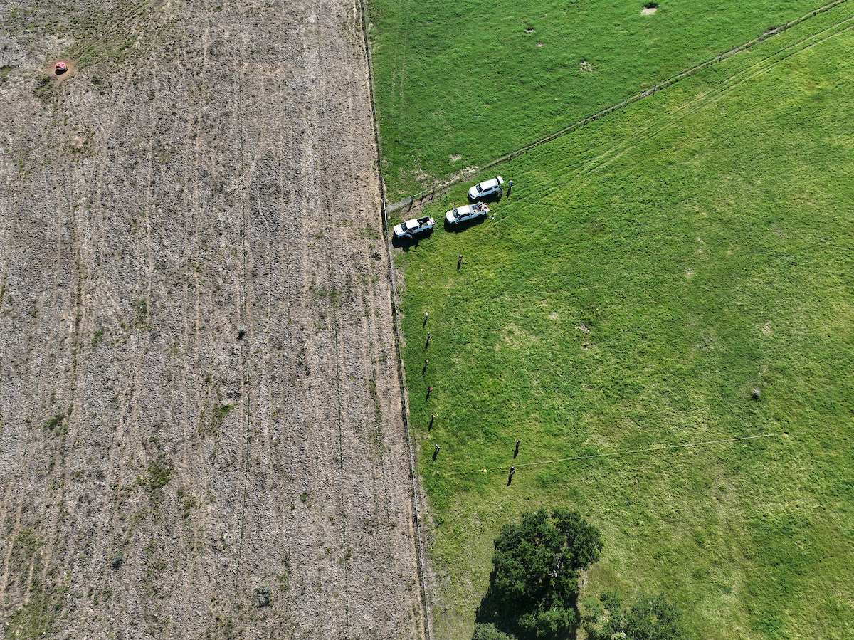 Left side of photo shows dead brown grass due to pasture mealybug infestation, while the right side shows green grass on a newly infested pasture.