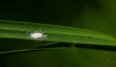 Pasture mealybug raises alarm for Texas livestock producers