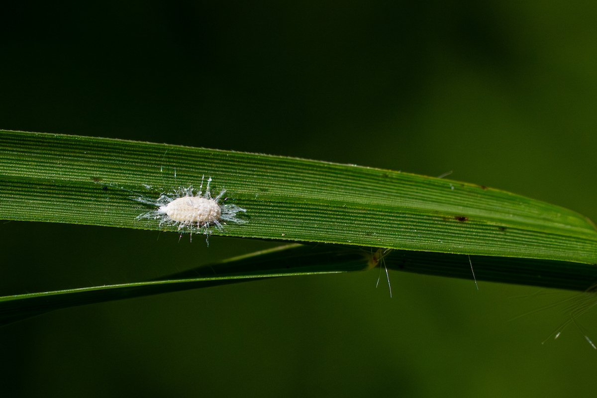 Pasture mealybug raises alarm for Texas livestock producers