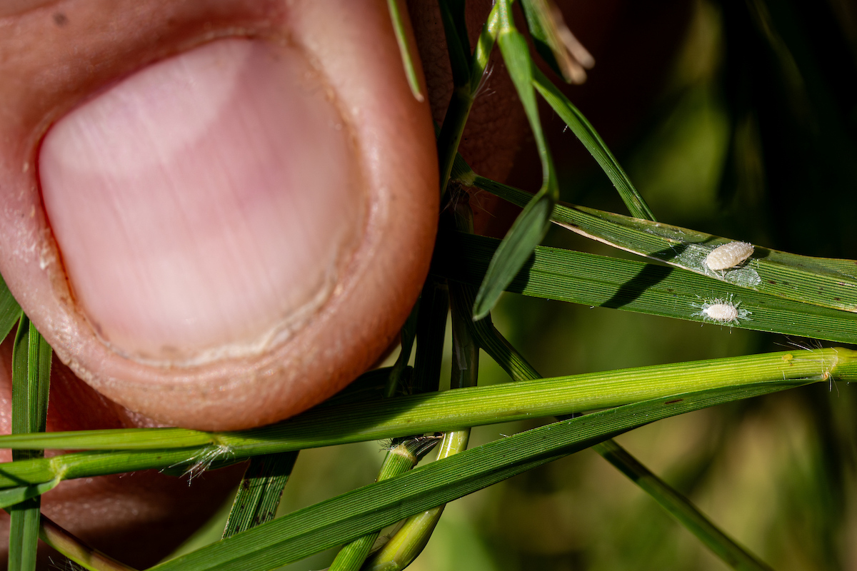 A person's thumb in the frame gives perspective for the size of pasture mealybugs on blades of grass.