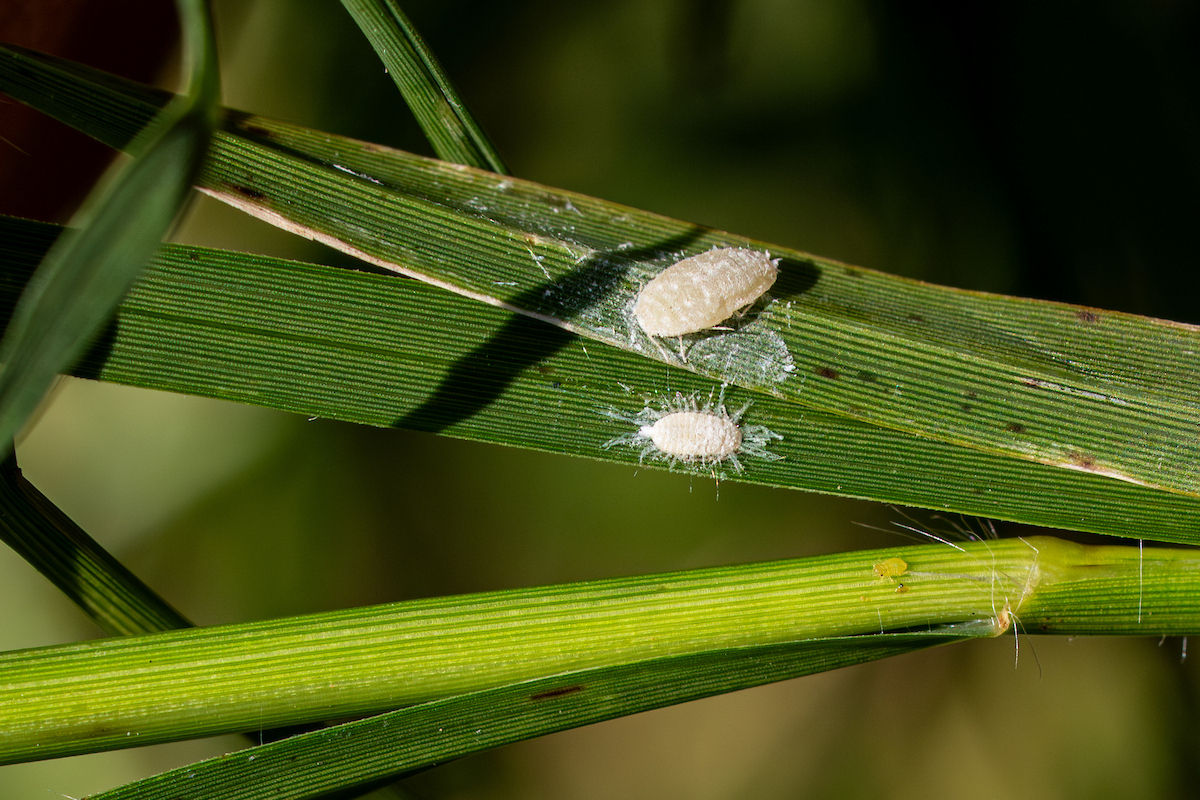 Male and female pasture mealybugs side by side on blades of grass.