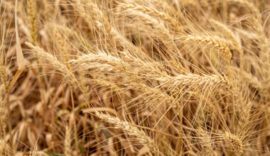 Closeup of wheat in a field.