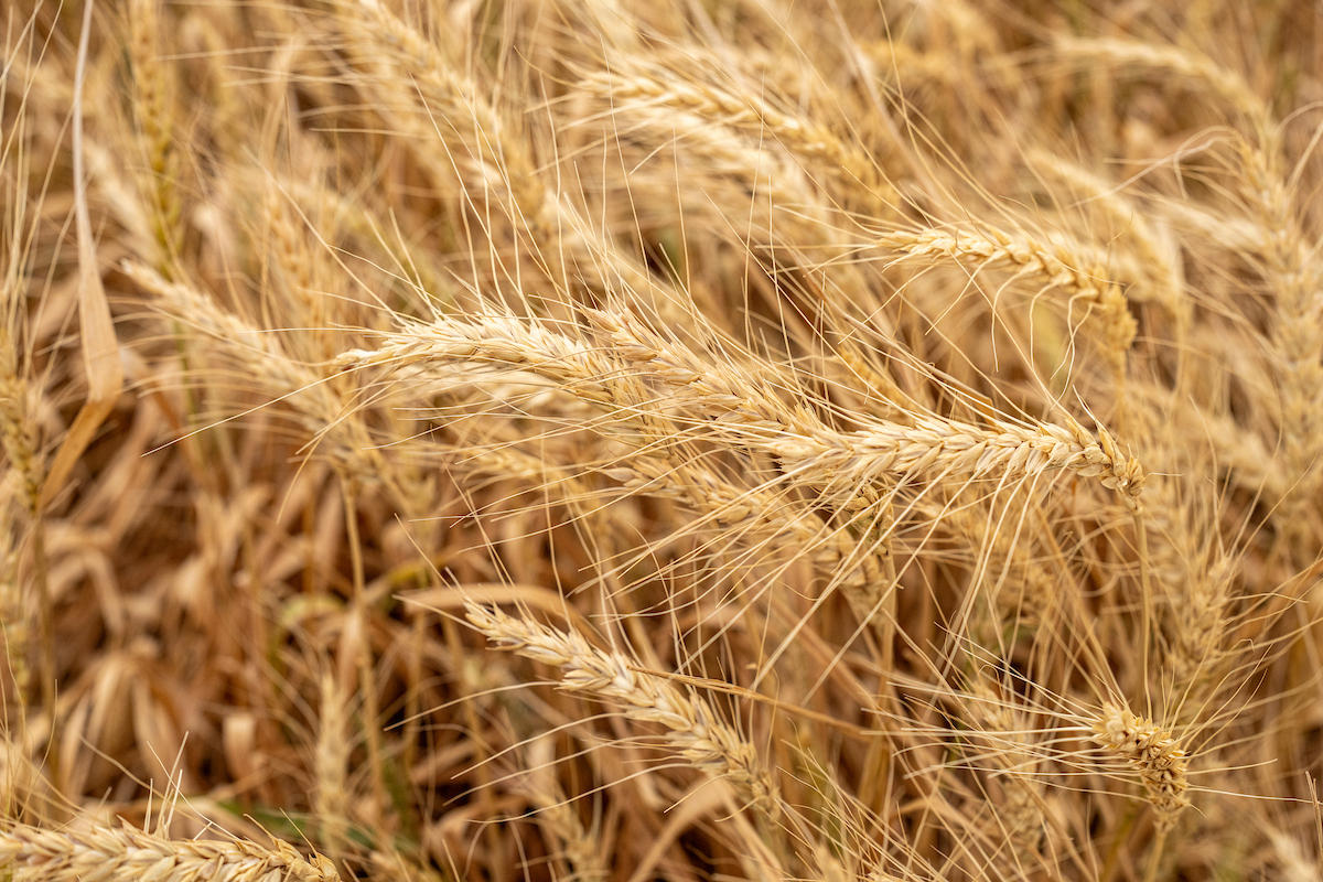Closeup of wheat in a field.