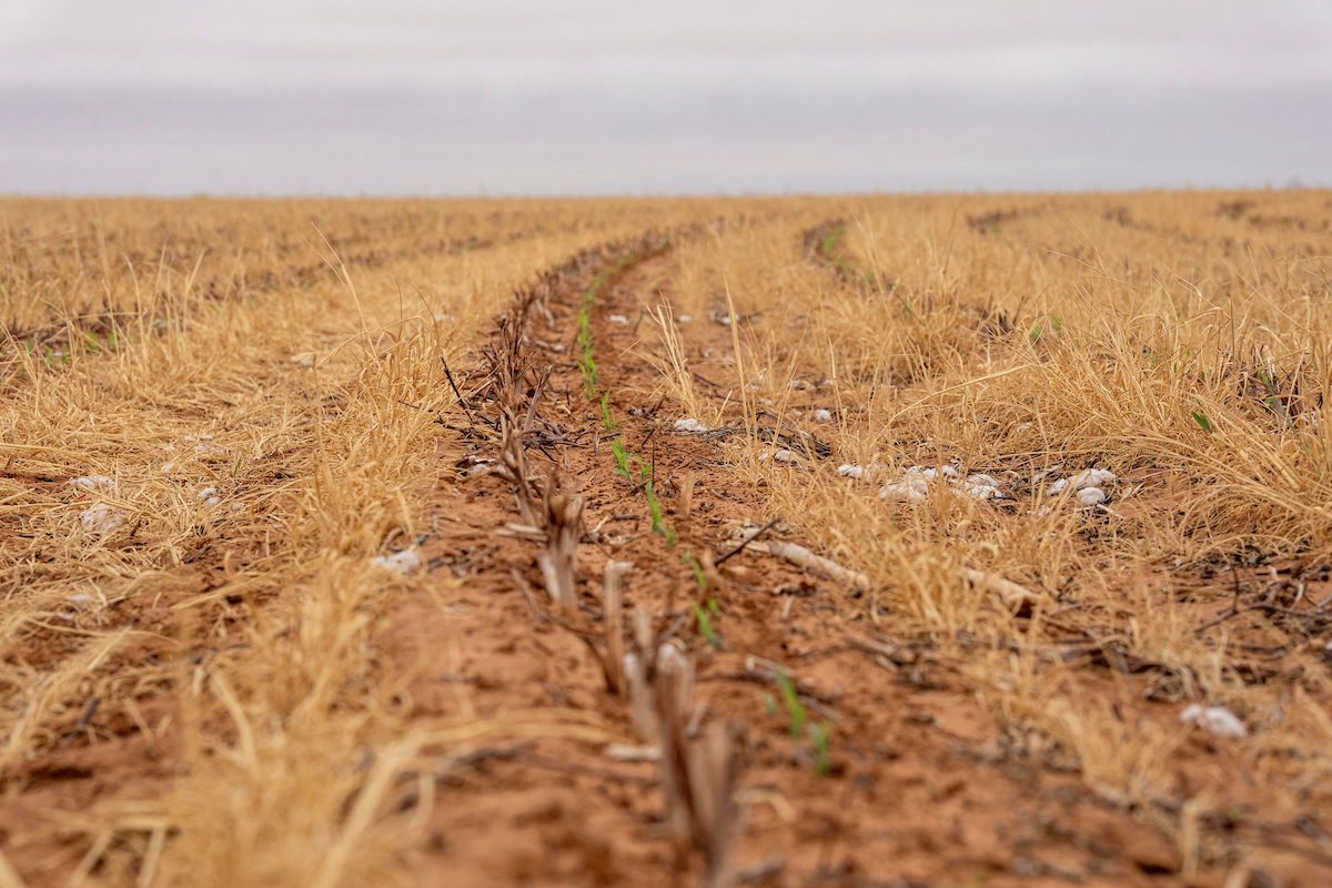 a field that has young green plants growing up through the stubble