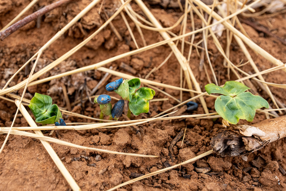 young cotton plants are coming up through the no-till plant residue from the previous crop