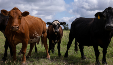 U.S. to resume import of Mexican cattle amid parasite outbreak