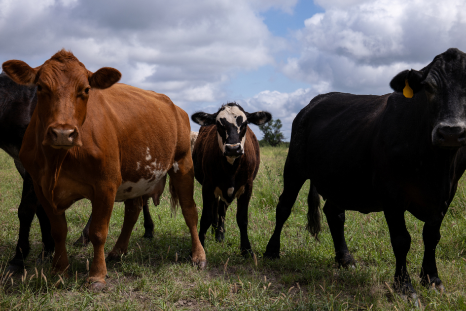 U.S. to resume import of Mexican cattle amid parasite outbreak