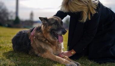 Unconditional love: How pets at the Humane Society of El Paso are changing lives and improving mental health