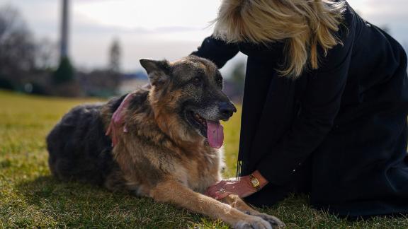 Unconditional love: How pets at the Humane Society of El Paso are changing lives and improving mental health