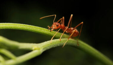 Tiny flies that make fire ants lose their heads helped Texas fight a billion-dollar problem