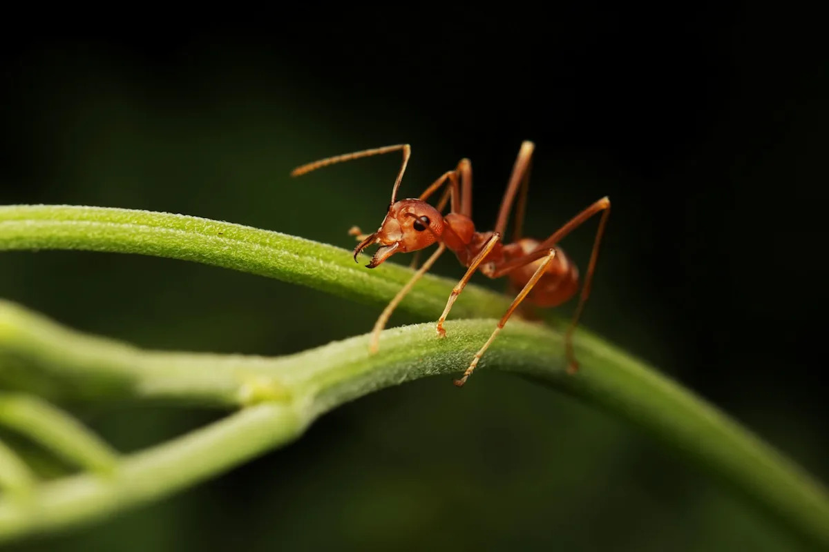 Tiny flies that make fire ants lose their heads helped Texas fight a billion-dollar problem