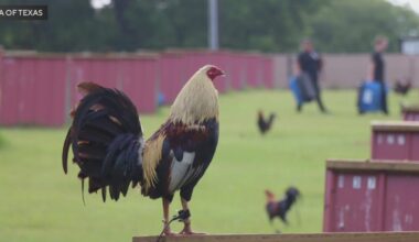 Man arrested in alleged cockfighting ring; nearly 200 birds rescued
