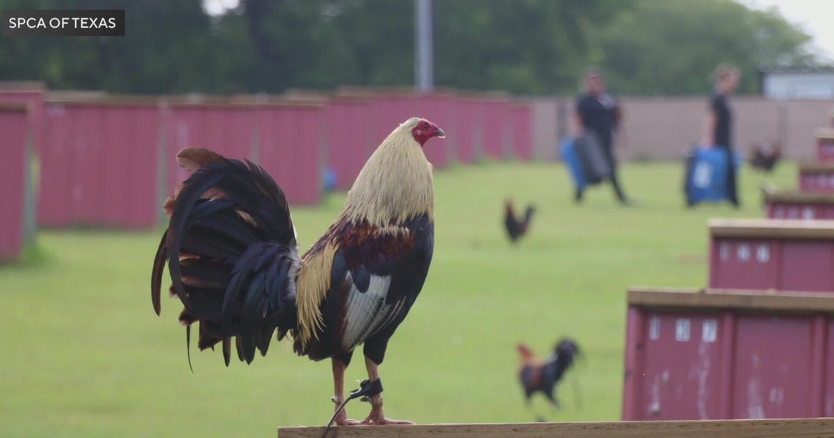 Man arrested in alleged cockfighting ring; nearly 200 birds rescued