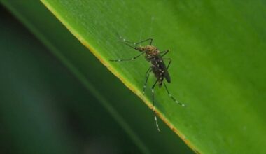 Corpus Christi mosquito spraying to continue through Friday