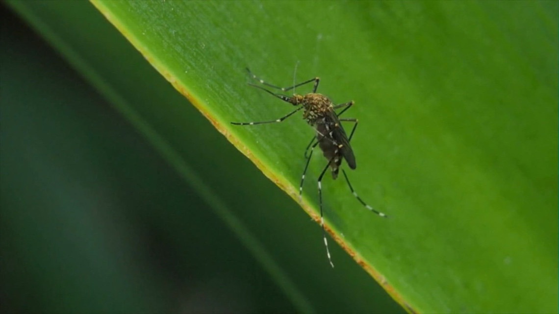 Corpus Christi mosquito spraying to continue through Friday