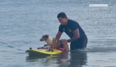 Firefighter rescues stranded dog in Corpus Christi Bay