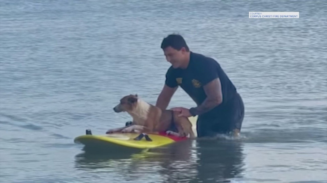 Firefighter rescues stranded dog in Corpus Christi Bay