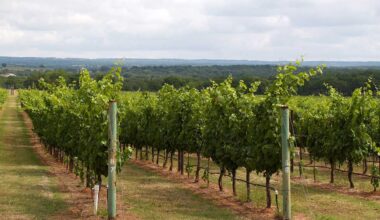 Texas-Hill-Country-Wineries