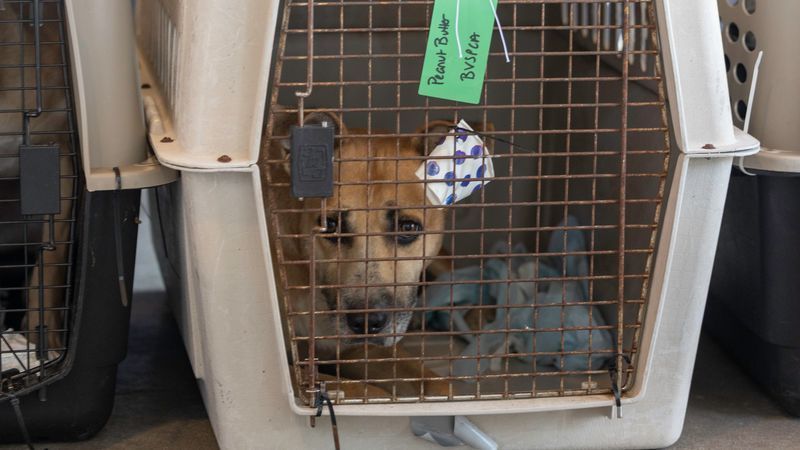 Fifty shelter animals left Austin on a flight to the East Coast Monday as part of an effort to free up space for pets displaced by this month's catastrophic Hill Country flooding. (Photo: Best Friends Animal Society)