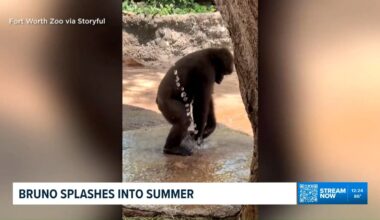 Fort Worth Zoo's baby gorilla beats the heat with playful water hose fun