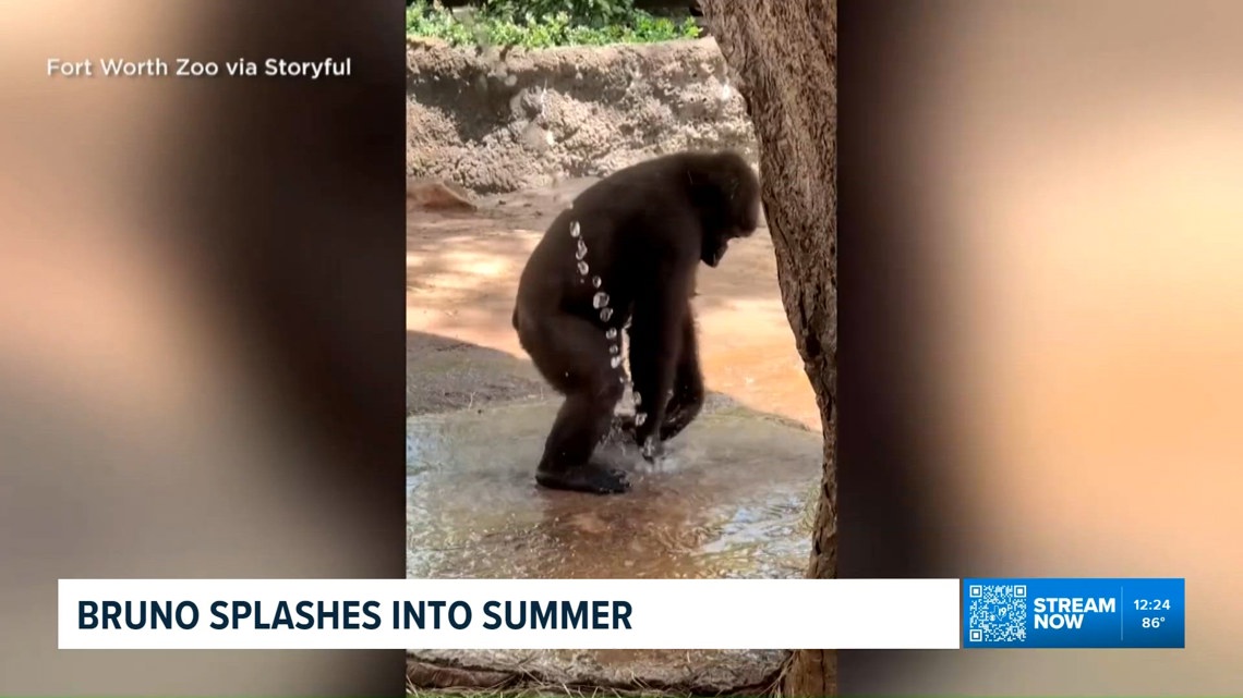 Fort Worth Zoo's baby gorilla beats the heat with playful water hose fun
