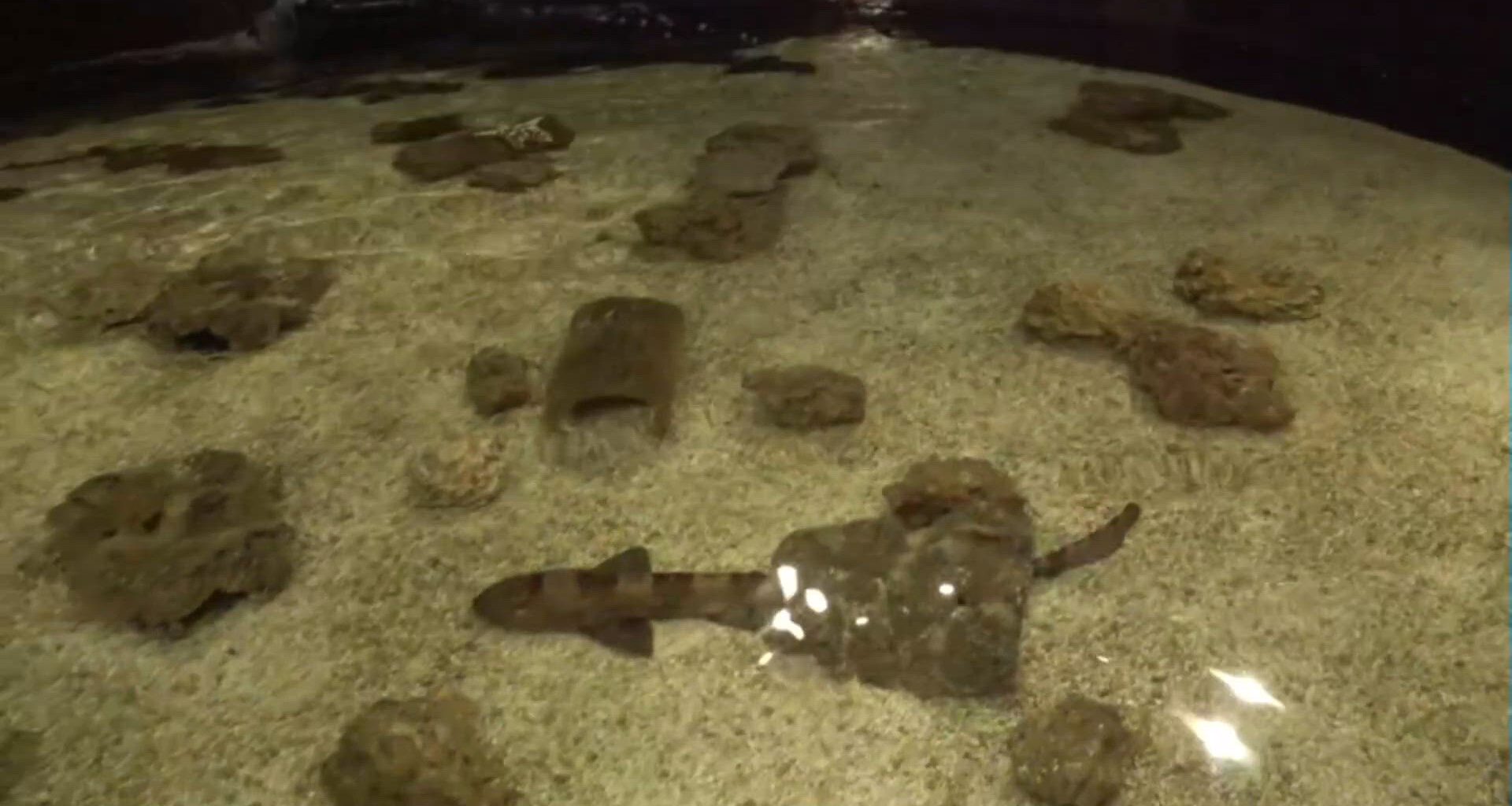 Shark Week highlights Coastal Bend conservation at Texas State Aquarium