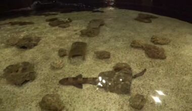 Shark Week highlights Coastal Bend conservation at Texas State Aquarium