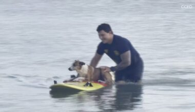 Corpus Christi firefighter rescues dog stranded offshore