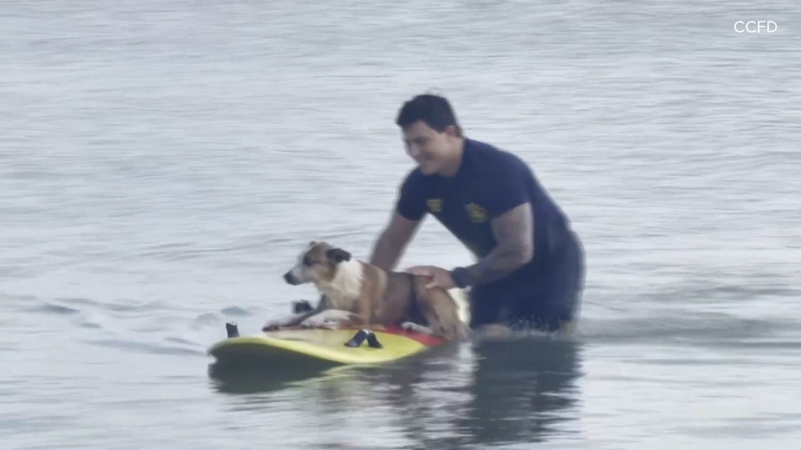 Corpus Christi firefighter rescues dog stranded offshore