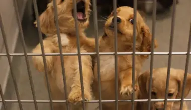 Dallas animal shelter faces mechanical failures and overcrowding