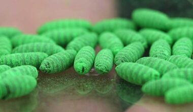 New World screwworm cases in dogs in Texas and New Mexico are prompting warnings from veterinarians and humane societies that pet owners need to remain vigilant to protect their animals
