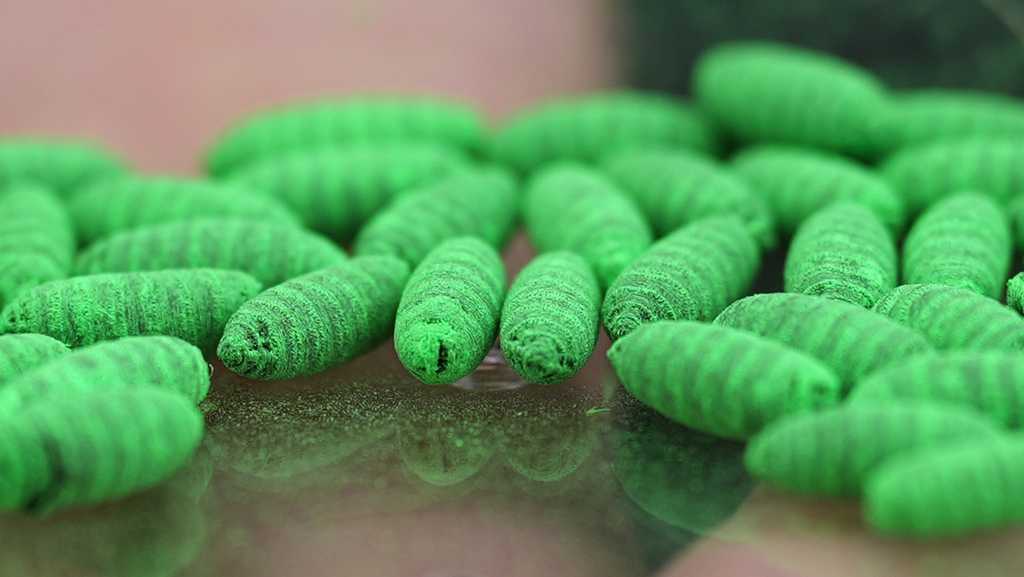New World screwworm cases in dogs in Texas and New Mexico are prompting warnings from veterinarians and humane societies that pet owners need to remain vigilant to protect their animals