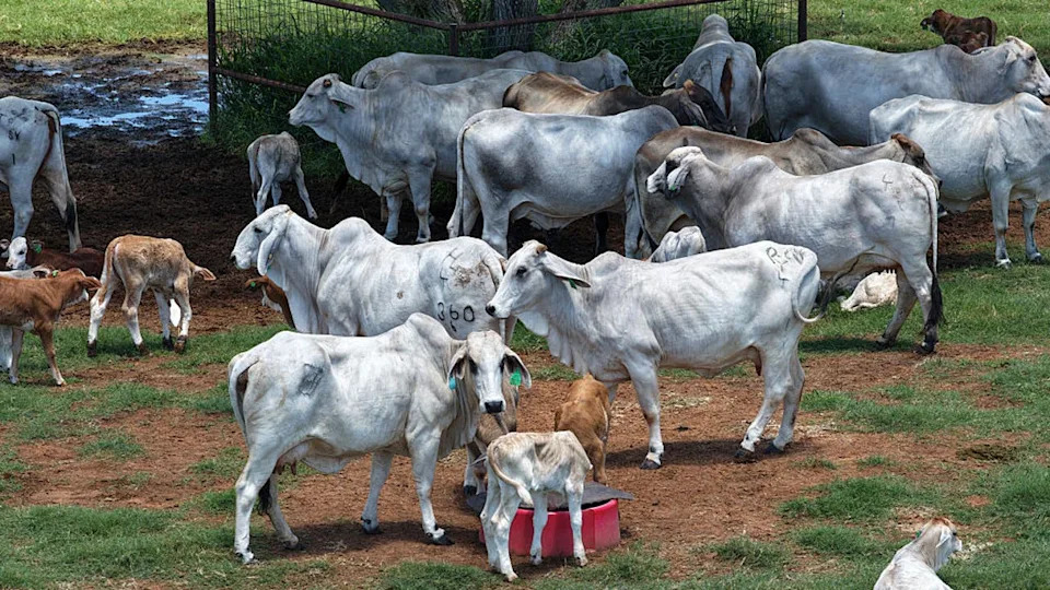 <div>FRIO COUNTY, TEXAS - JUNE 17: Cattle graze under a shaded tree at Lew Thompson's ranch on Wednesday, June 17, 2026, in Frio County. (Andrew J. Whitaker/San Antonio Express-News via Getty Images)</div>