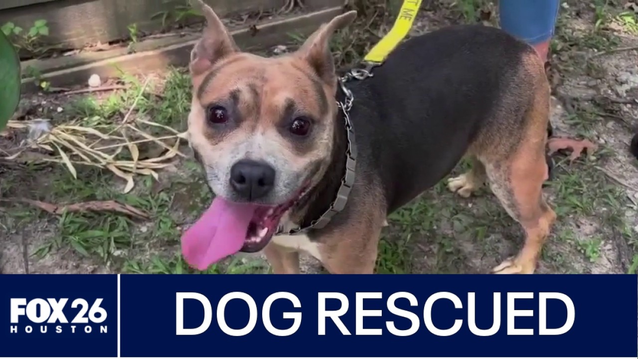 Dog rescued from concrete island near McKay Bridge