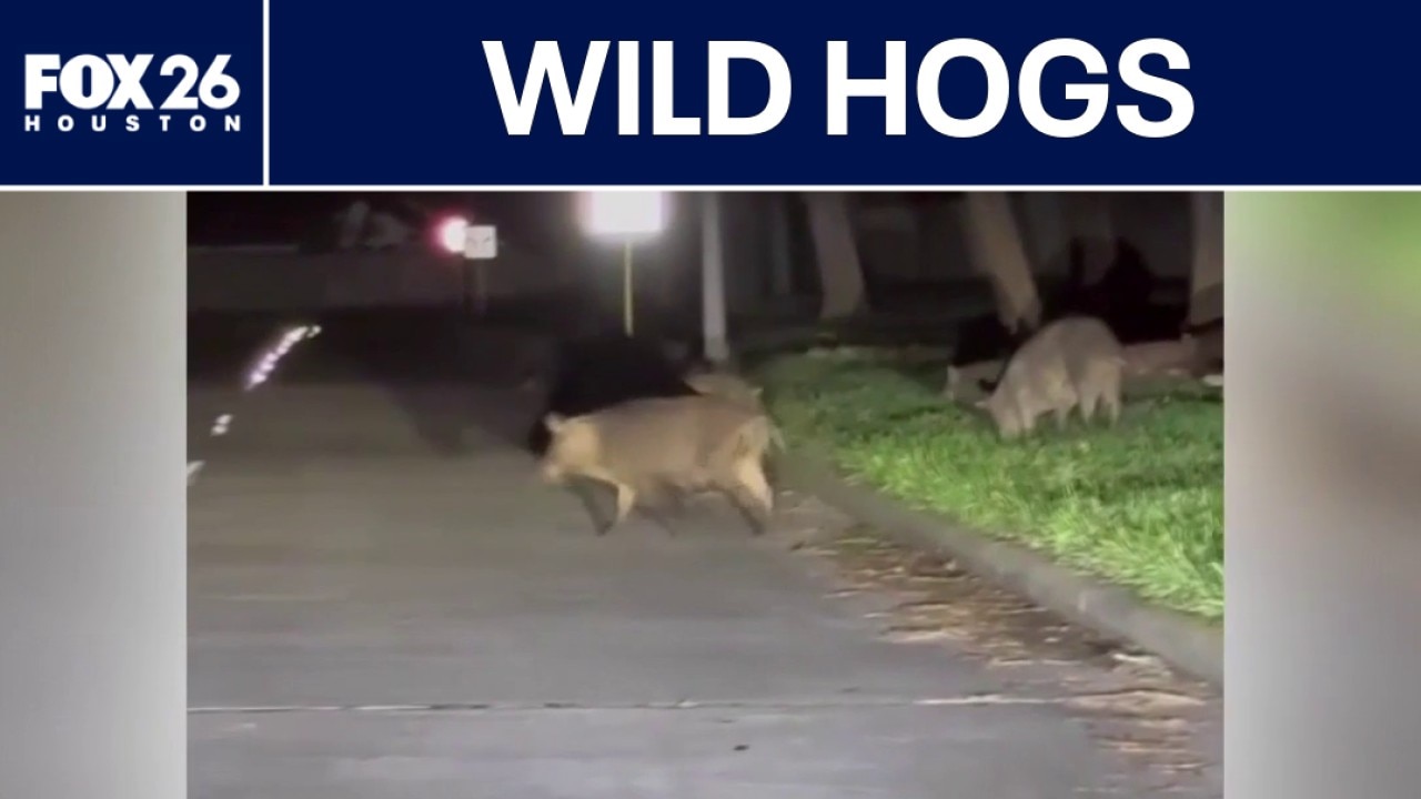Wild hogs causing concern for residents in west-side neighborhood