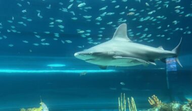 Texas State Aquarium spotlights essential apex predators | Beeville Bee-Picayune