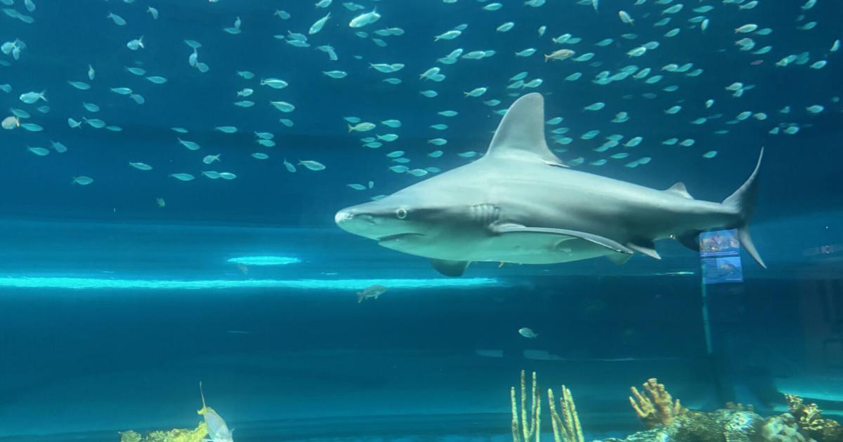 Texas State Aquarium spotlights essential apex predators | Beeville Bee-Picayune