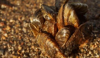Zebra mussels infest Texas Panhandle lake, raising fears they could spread farther west