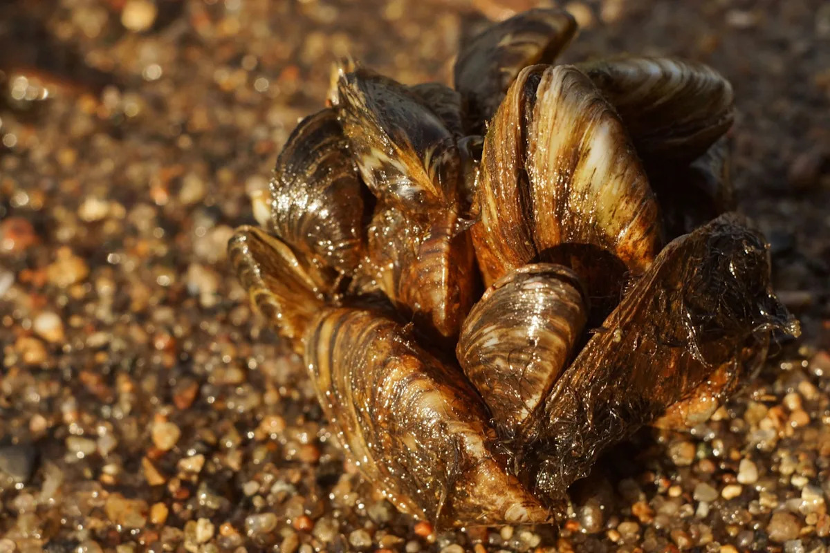 Zebra mussels infest Texas Panhandle lake, raising fears they could spread farther west