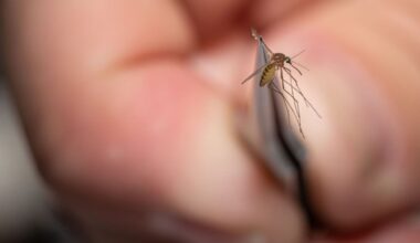 LOUISVILLE, KY - AUGUST 25: Matthew Vanderpool, environmental health specialist and entomologist for the Louisville Metro Department of Public Health and Wellness, displays a mosquito collected earlier in the day on August 25, 2021 in Louisville, Kentucky. Vanderpool specializes in mosquito control, a public health process that involves placing traps to collect specimen, identifying various mosquito species, and testing the samples for mosquito-borne diseases. Lab technologists test for Saint Louis encephalitis, West Nile virus, La Crosse encephalitis, and Eastern equine encephalitis.(Photo by Jon Cherry/Getty Images)